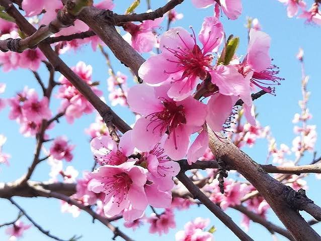 Almendros en Flor